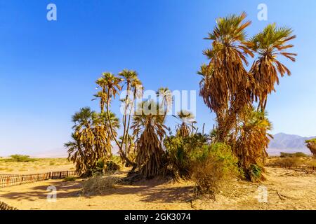 Piccolo boschetto di palme dum (Hyphaene thebaica), nel deserto di Arava, nel sud di Israele Foto Stock