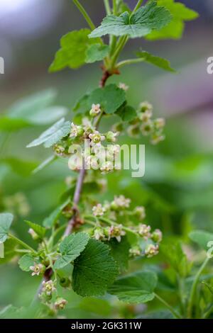 Fiori di ribes nero su ramo con bokeh sfondo macro. Bacche di ribes giovane su rami di cespuglio, Ribes nigrum Foto Stock