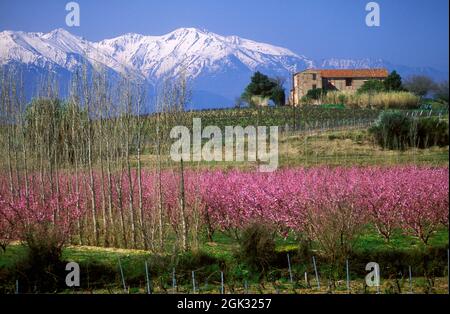 FRANCIA. PYRENEES-ORIENTALES (66) FIORE DI PESCA A PASSERA. MONTE CANIGOU SULLO SFONDO Foto Stock