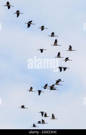 Gru migrazione sul cielo Foto Stock