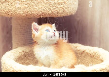 Divertente ginger gitten inglese si siede in un letto di gatto. Foto Stock