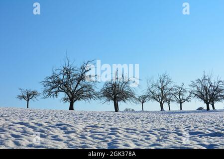 Alberi in inverno, con molta neve, cieli azzurri e spazio per le copie Foto Stock