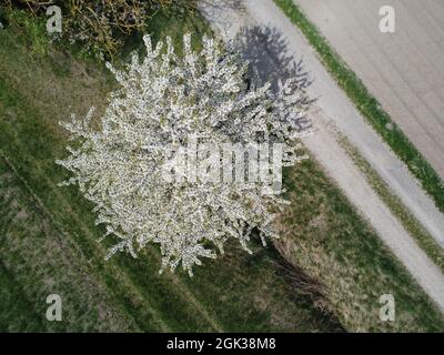 Vista dall'alto di un albero di spine nere in un campo erboso vicino a uno stretto sentiero Foto Stock