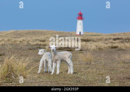 Lista faro ovest sull'isola di Sylt con un paio di agnelli. Frisia settentrionale, Schleswig-Holstein, Germania Foto Stock