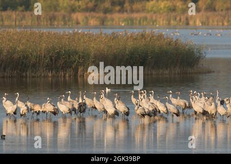 Gru comune (Grus grus). Affollate al posto letto in una baia poco profonda e riparata. Meclemburgo-Pomerania anteriore Foto Stock