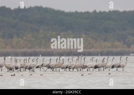 Gru comune (Grus grus). Affollate al posto letto in una baia poco profonda e riparata. Meclemburgo-Pomerania anteriore Foto Stock