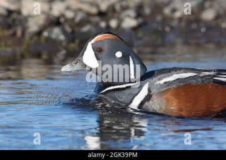 Anatra di Harlequin (Histrionicus histrionicus), maschio (drake) in piombatura di riproduzione su acqua. Islanda Foto Stock