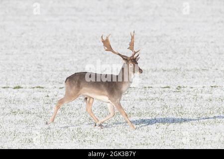 Cervo di Fallow (Dama dama). Lo Stag fugge sul campo innevato, inverno, Schleswig-Holstein, Germania Foto Stock