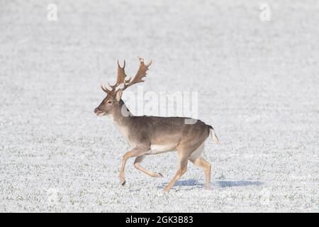 Cervo di Fallow (Dama dama). Lo Stag fugge sul campo innevato, inverno, Schleswig-Holstein, Germania Foto Stock