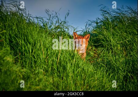 Volpe rossa (Vulpes vulpes). Adulto nascosto nell'erba alta. Renania settentrionale-Vestfalia, Germania Foto Stock