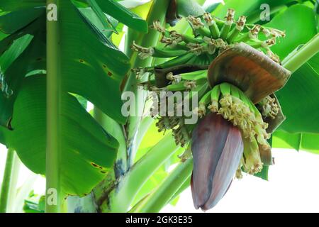 Albero di banana con le banane del bambino e il fiore appeso su esso. Foto Stock