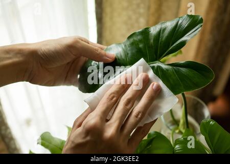 Pulire la foglia di Philodendron con carta di tessuto Foto Stock