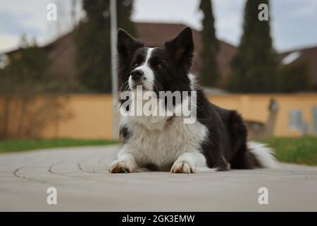 L'incantevole Border Collie si trova sul marciapiede in città. Obedient cane bianco e nero fuori. Foto Stock