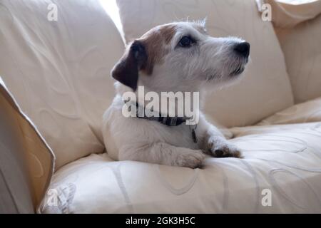 Jack Russel Terrier sul lussuoso divano bianco. Cane bianco, cucciolo. Elegante e carino. Stile vintage. Foto Stock