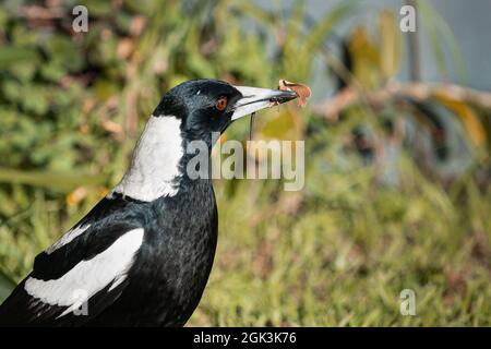 Un maggie australiano maschio ha interferito un verme nel relativo becco. L'uccello precoce ottiene il verme. Foto Stock