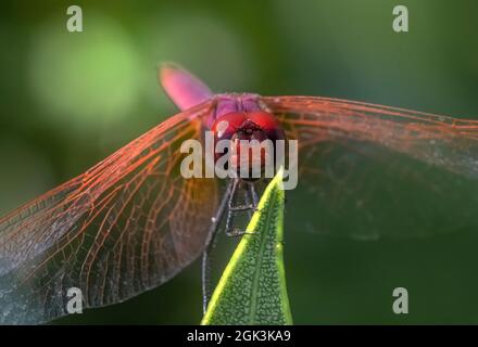 Dropwing viola, viola-contrassegnato darter, viola-blushed darter o prugna-dropwing colorati (Trithemis annulata) Foto Stock