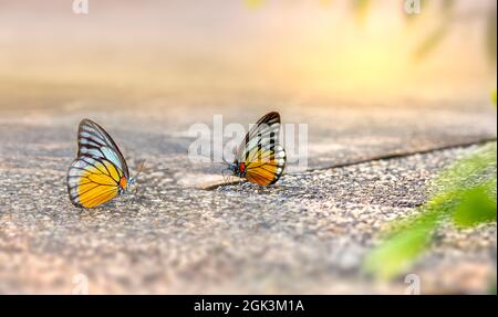 Gabbiano arancione (cepora judith) Foto Stock