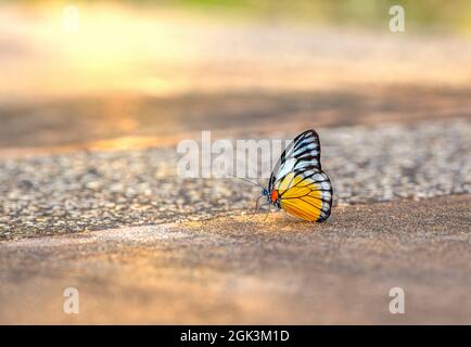 Gabbiano arancione (cepora judith) Foto Stock