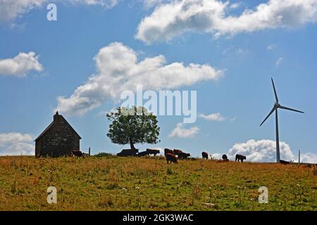 Bestiame al pascolo ai piedi delle turbine del vento sull'altopiano di Cezallier, Dipartimento di Puy-de-Dome, Auvergne-Rhone-Alpes, Massif-Central, Francia Foto Stock