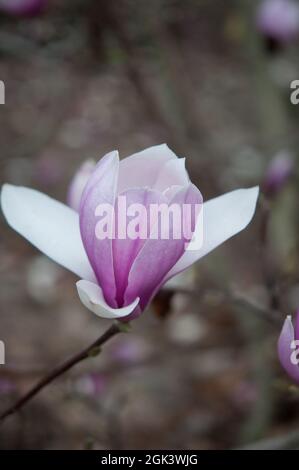 Rosa fiori di magnolia close up Foto Stock