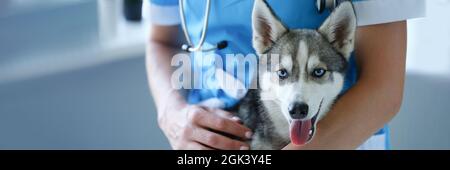 Bel po 'di Husky al closeup veterinario appuntamento Foto Stock