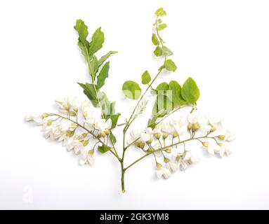 Fiore di acacia fresco isolato su sfondo bianco. Tracciato di ritaglio Foto Stock