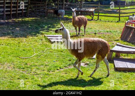 Llamas in un recinto a Mudchute Farm, Londra, Regno Unito Foto Stock