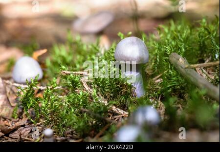 Cortinarius violaceus, comunemente noto come il nastro viola o il corteo violetto Foto Stock