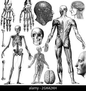 Medical - Victorian Anatomical Illustrations - su uno sfondo bianco per il taglio. Foto Stock