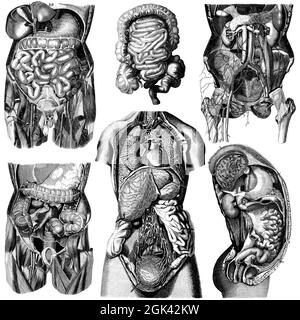 Medical - Victorian Anatomical Illustrations - su uno sfondo bianco per il taglio. Foto Stock