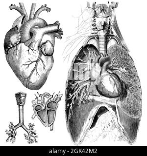 Medical - Victorian Anatomical Illustrations - su uno sfondo bianco per il taglio. Foto Stock