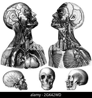 Medical - Victorian Anatomical Illustrations - su uno sfondo bianco per il taglio. Foto Stock