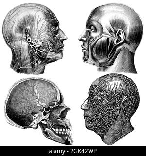 Medical - Victorian Anatomical Illustrations - su uno sfondo bianco per il taglio. Foto Stock