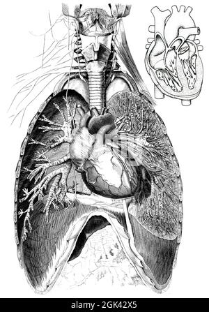 Medical - Victorian Anatomical Illustrations - su uno sfondo bianco per il taglio. Foto Stock