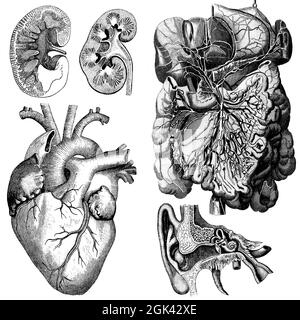 Medical - Victorian Anatomical Illustrations - su uno sfondo bianco per il taglio. Foto Stock