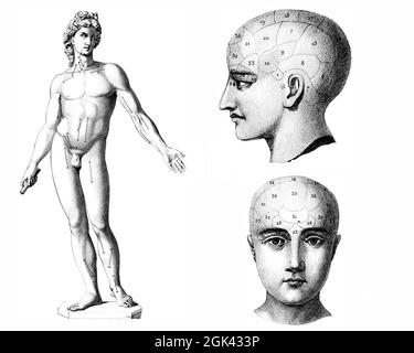 Medical - Victorian Anatomical Illustrations - isolato su uno sfondo bianco per il taglio. Foto Stock