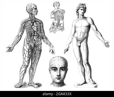 Medical - Victorian Anatomical Illustrations - isolato su uno sfondo bianco per il taglio. Foto Stock