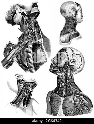 Medical - Victorian Anatomical Illustrations - isolato su uno sfondo bianco per il taglio. Foto Stock