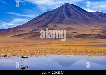 Piscina di salamoia e fenicotteri sulle distese saline di Atacama con il Vulcano Licancabur in lontananza - deserto di Atacama nel nord del Cile Foto Stock