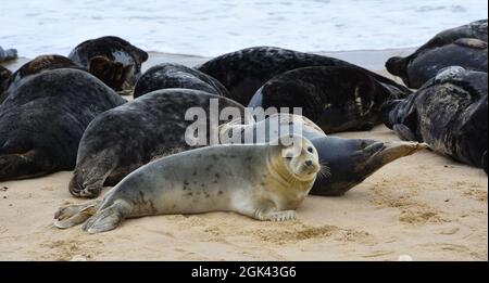 Gray Seal Pup con foche adulte dietro a Horsey Gap Norfolk. Foto Stock