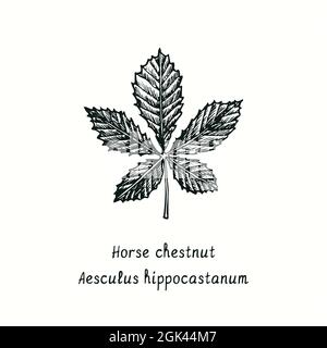 Foglia di castagno (Aesculus hippocastanum). Disegno in bianco e nero in legno. Foto Stock