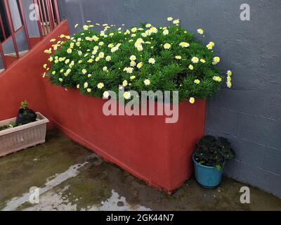 Scatto di un alto vaso rettangolare rosso con fiori di Pyrethrum Daisy girato su uno smartphone in un cortile anteriore Foto Stock