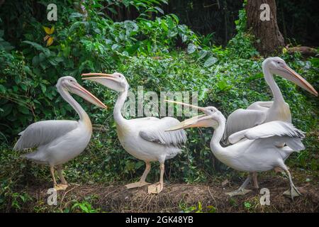 Gruppo di pellicani bianchi in attesa di essere nutriti in un parco ornitologico nello zoo di Singapore Foto Stock