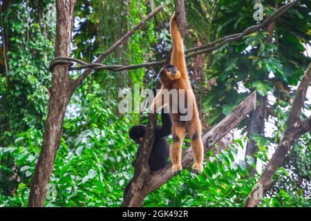 Gibboni gialli, Nomascus gabriellae, nello zoo di Singapore Foto Stock