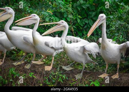 Gruppo di pellicani bianchi in attesa di essere nutriti in un parco ornitologico nello zoo di Singapore Foto Stock