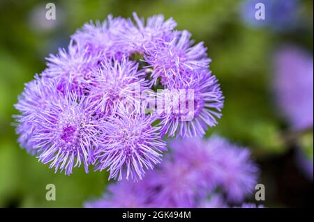 Fuoco selettivo di ageratum violetto nel campo sotto la luce solare Foto Stock