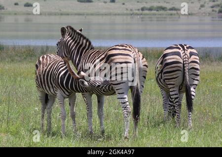 Vista ravvicinata di tre Zebre di Chapman (Equus quagga ssp Chapmani), tra cui un simpatico zebra bambino che allatta da madre, Sudafrica Foto Stock