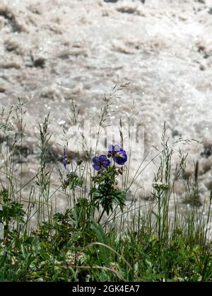 I fiori e le erbe selvatiche sullo sfondo del fiume di montagna in giorno di sole. Spazio di copia. Foto Stock