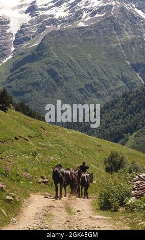 Il pastore conduce i cavalli lungo il sentiero, sullo sfondo di un bel paesaggio montano. Le montagne del Caucaso in estate. Foto Stock