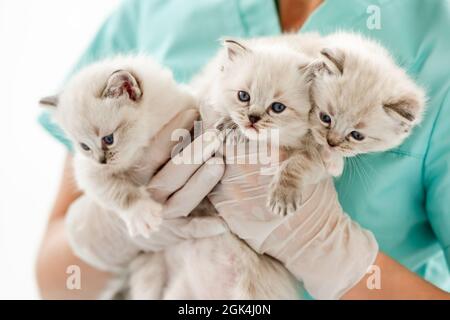 Ritratto closeup di tre carini gattini ragdol con gli occhi blu belli nelle mani di veterinario specialista. Adorabile cuccioli soffici alla clinica di veterinario d Foto Stock